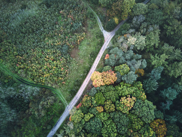 istock Top view of a road passing through a colorful forest in fall 1454691064