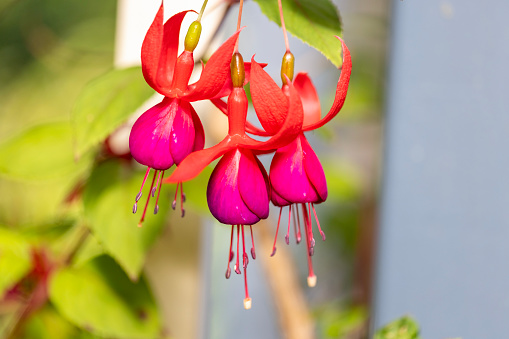 Beautiful flowers of red Fuchsia, background with copy space, full frame horizontal composition