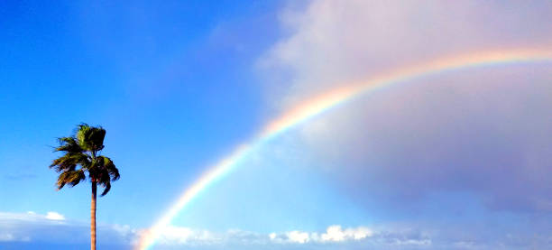 istock Palm and rainbow over blue sky with clouds 1454691159