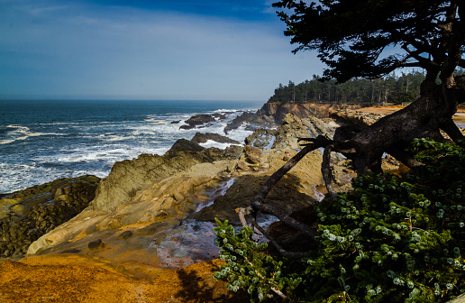 Beautiful coast of Oregon's Shore Acers Park