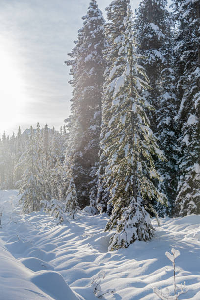istock Forest in Banff National Park 1454692077
