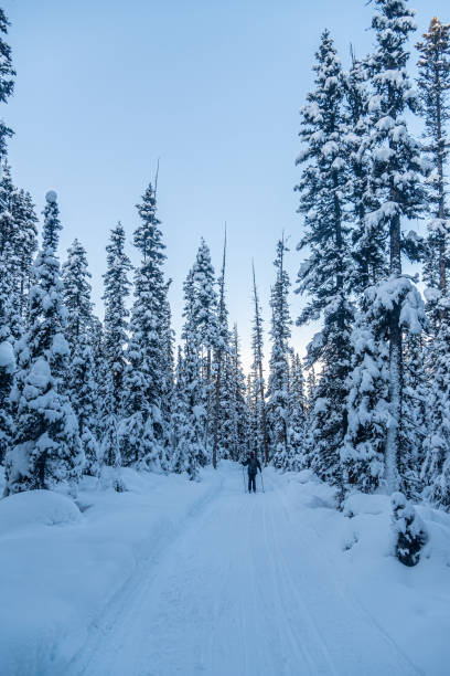 istock Winter forest in Banff Park 1454692116
