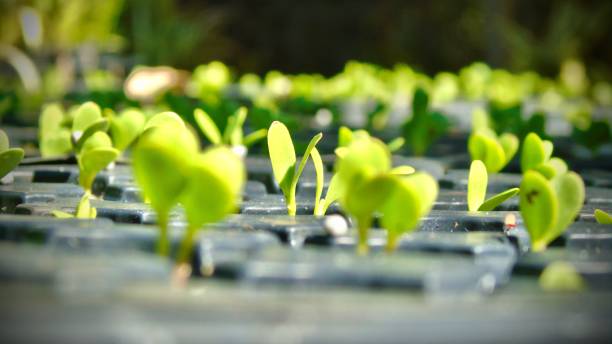 macrophotography - new seedlings all in a row. stock photo