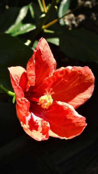 one red hawaiian hibiscus flower (hibiscus rosa-sinensis) in the sunshine. stock photo