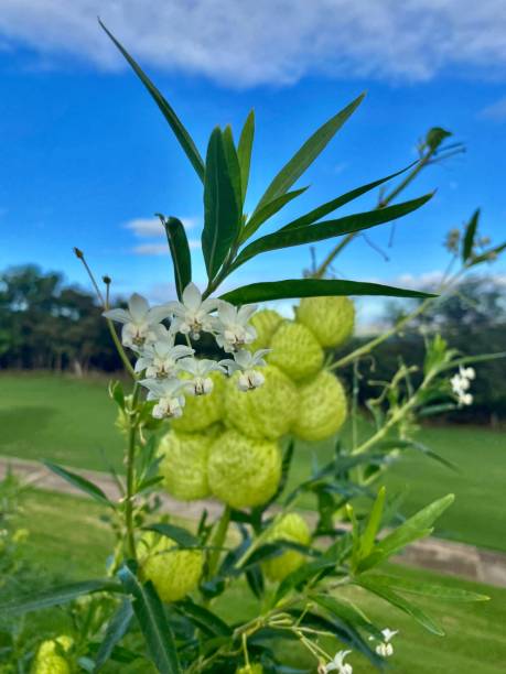 green growing hairy balls (gomphocarpus physocarpus) is a species of dogbane and used as an ornamental plant. stock photo