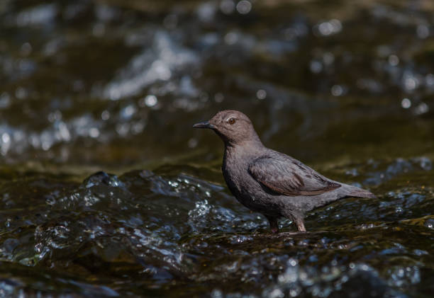 istock Dipper in rough water 1454692215