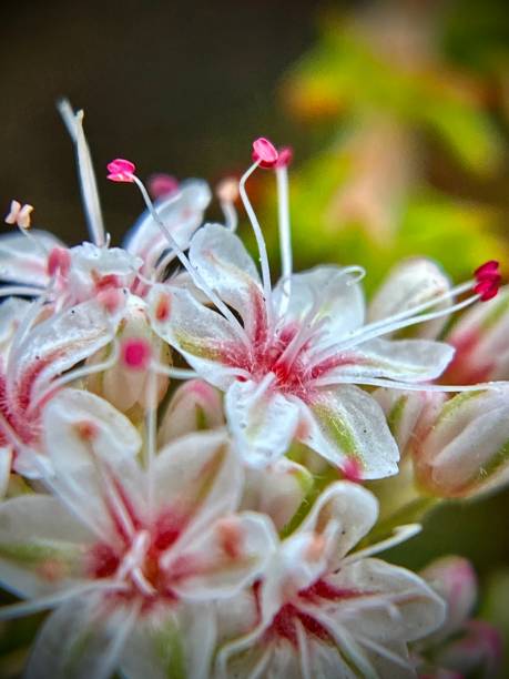 macrophotography - the fine white and pink inflorescence of the california buckwheat flower (eriogonum fasciculatum). stock photo