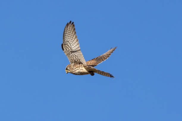 istock Common kestrel in hovering to hunt its prey. 1454692224