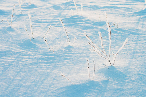 Snowfall and blizzard in the field and forest. Trees in the snow. Winter nature landscape.