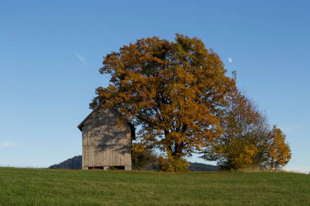istock Old wooden barn in a field under an autumn-colored oak tree 1454693386