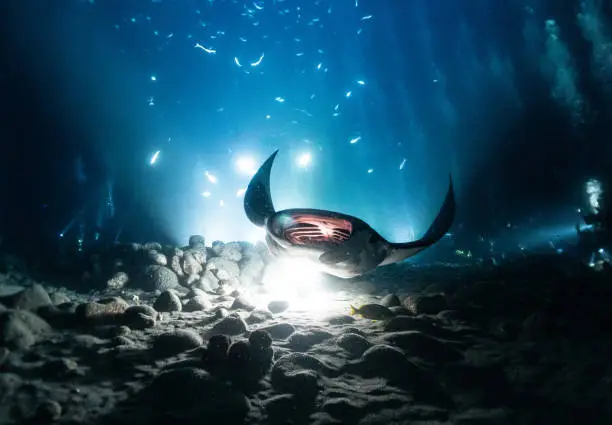 A manta ray swims in front of a light at the bottom of the ocean