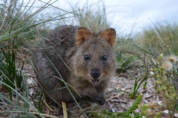 istock wildlife of australia 1454695076