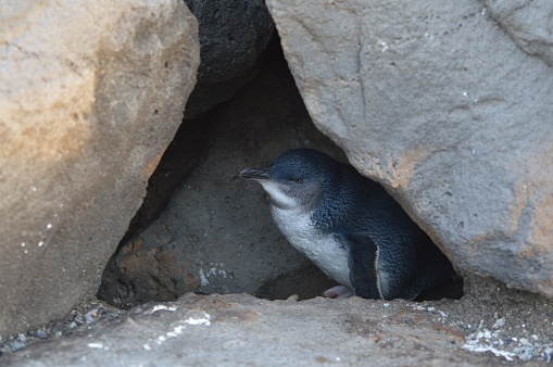 penguin in a cave near Melbourne