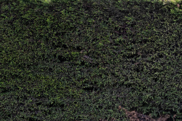 istock An area with long green ivy. Nice for green background 1454695226