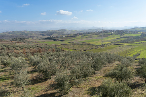 tuscan Landscape with olive trees  and city of Montepulciano in background, Tuscany, Italy