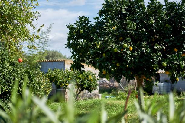 istock Selective focus of Spanish blooming orchards with ripe oranges and grapefruits hanging on tree 1454695417