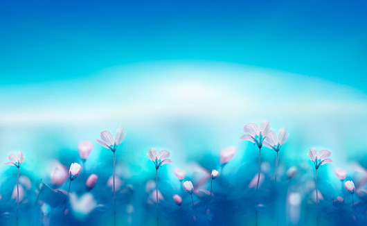 Delicate white spring forest flowers on a blue background. Spring natural flower background. Border of flowers.