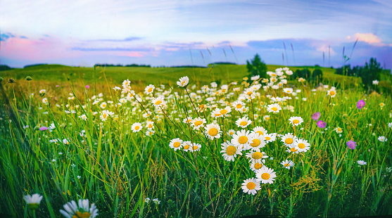 Beautiful spring summer natural panoramic landscape of  countryside with flowered daisies in meadow at sunset. Shallow depth of field.
