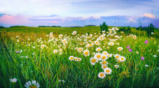 a beautiful idyllic image of the nature of the countryside on a summer evening. - chamomile daisy sky flower imagens e fotografias de stock