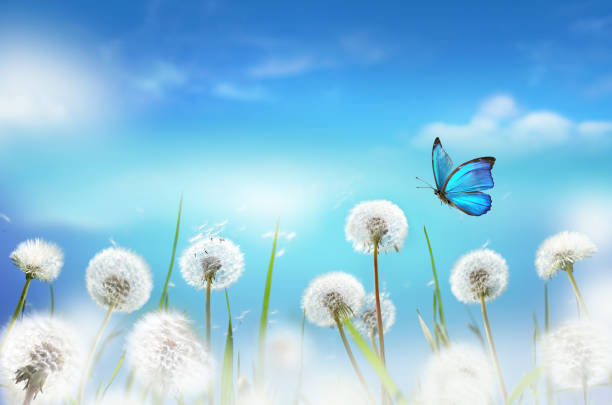 White fluffy dandelions in a field against a blue sky with clouds and a blue fluttering butterfly. Amazingly beautiful spring nature. Shot with soft selective focus.