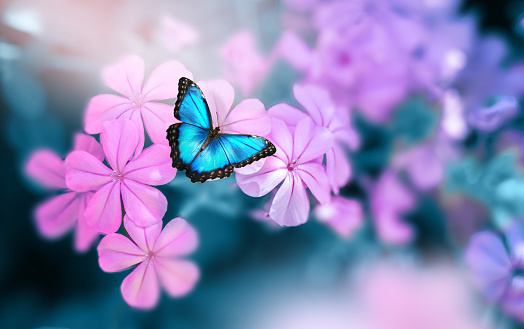 Beautiful blue butterfly Morpho on pink-violet flowers in spring in nature close-up macro.