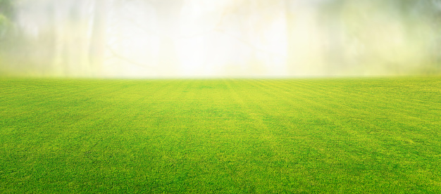 Beautiful summer natural landscape with lawn with cut fresh grass in early morning with light fog. Panoramic spring background.