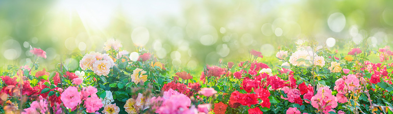 Beautiful border of colorful multi-colored roses in the garden on sunny day. Natural floral spring summer panorama with soft selective focus and beautiful bokeh.