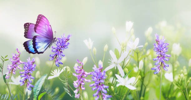 hermosa imagen de fondo brillante de un boceto de la naturaleza en un prado a principios del verano. - violet blossom spring nature fotografías e imágenes de stock