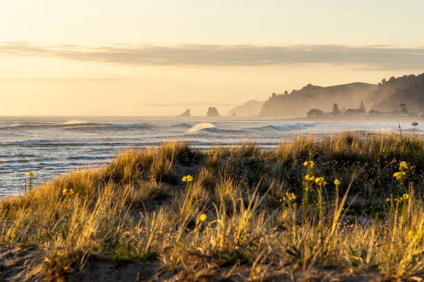 istock Whangamata Beach At Sunrise 1454696359