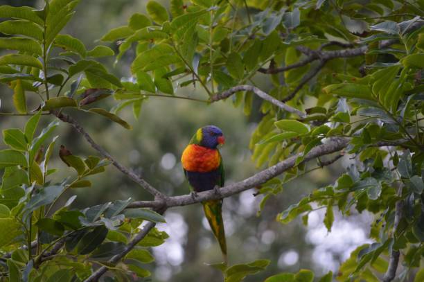 istock wildlife of australia 1454696371