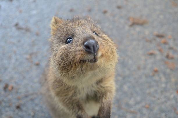 istock wildlife of australia 1454696382