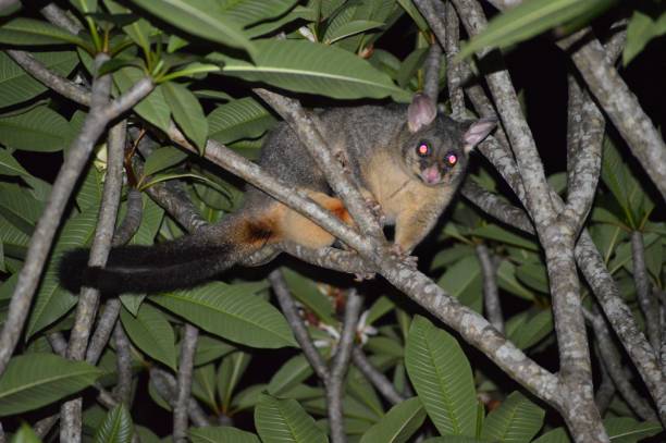 istock wildlife of australia 1454696439