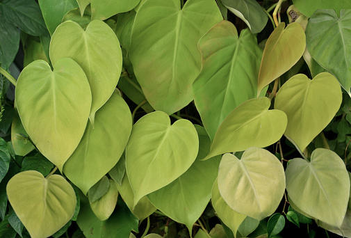 Yellow philodendron plant known in Brazil as yellow boa whose scientific name is Epipremnum Aureum. It is a plant that adapts to the decoration of internal or external environments in shady areas.
