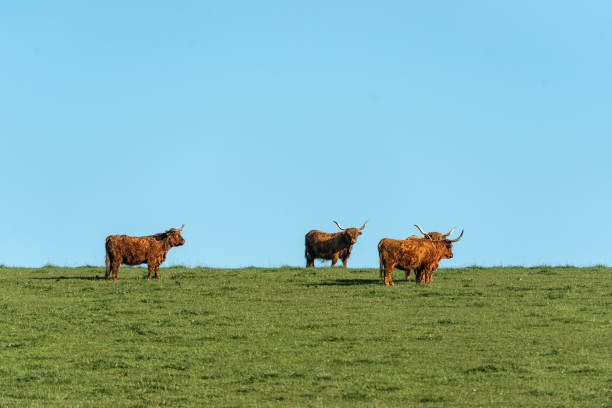 istock Highland cows in summer meadow 1454697325