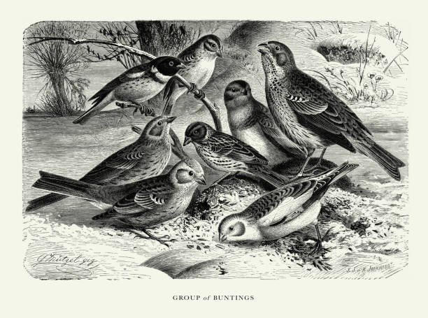 Antique American Engraving, Group of Buntings, Bird: Natural History, 1885. Source: Original edition from my own archives. Copyright has expired on this artwork. Digitally restored.