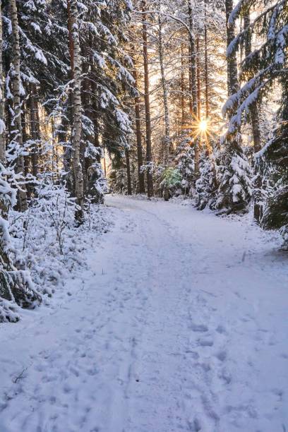 istock Vertical shot of tall trees covered in snow in a forest 1454698418