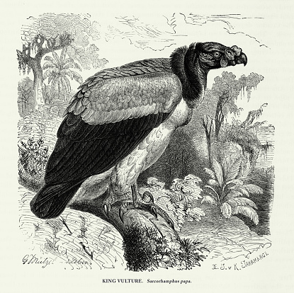 Antique American Engraving, King Vulture, Bird: Natural History, 1885. Source: Original edition from my own archives. Copyright has expired on this artwork. Digitally restored.