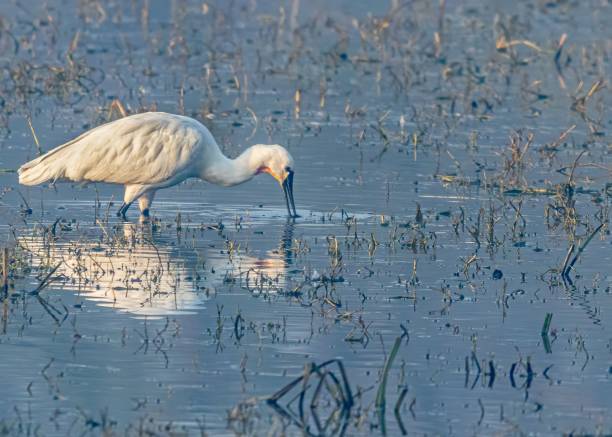 gros plan de spatule dans un lac à la recherche de nourriture - beck photos et images de collection