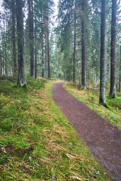 istock Vertical shot of a walking path in a forest with tall pine trees 1454698851