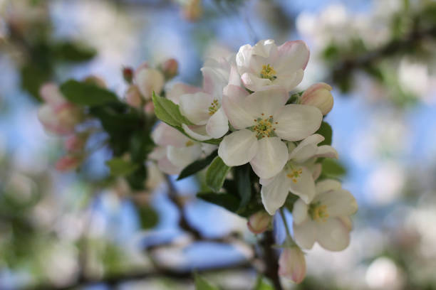 istock Flowering apple tree. Beautiful delicate large apple tree flowers blossomed on tree branches in the garden in spring 1454698885