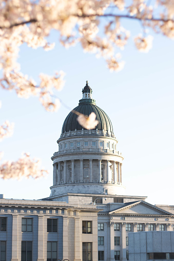 The Utah State Capitol building during a bloom of cherry blossums