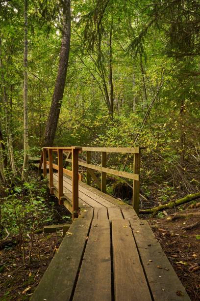 istock Vertical shot of a wooden walking path in a forest with tall pine trees 1454699676