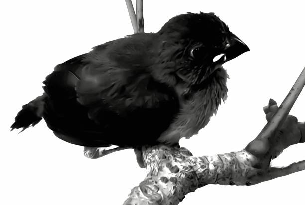 black and white portrait of a sparrow perched on a tree branch