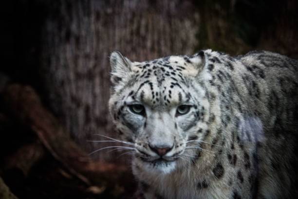 istock Wild captive irbis in the zoo 1454700750