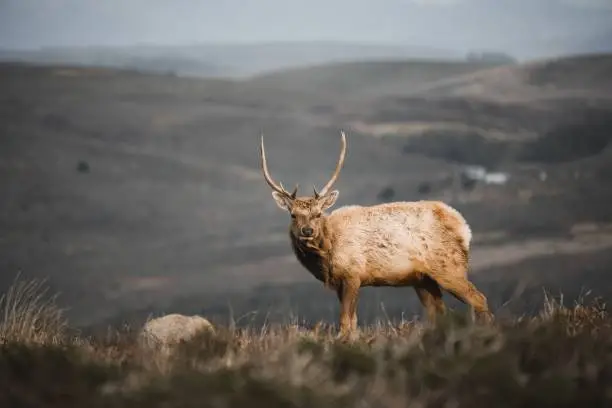 A closeup shot of a tule elk in the forest in California, USA