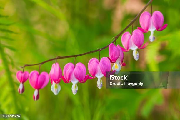 Dicentra Flower Valentine Day Concept Stock Photo - Download Image Now - Alternative Medicine, Backgrounds, Beauty