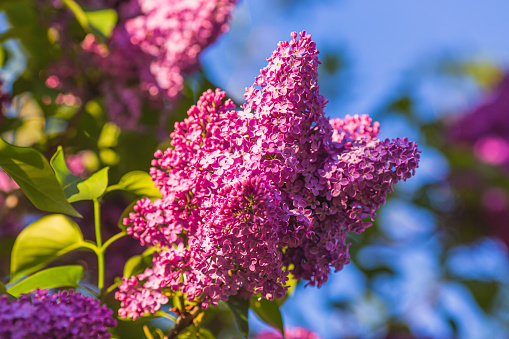 Spring flower