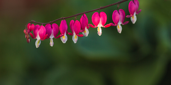 Close up of a branch of a bleeding heart flower against a green background