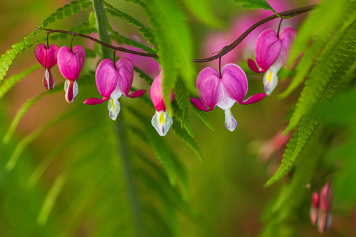 Purple and pink Fuchsia flower with green background for Spring Summer