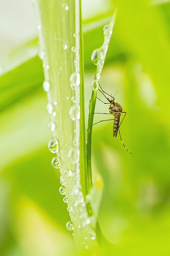 Feeding mosquito with human blood